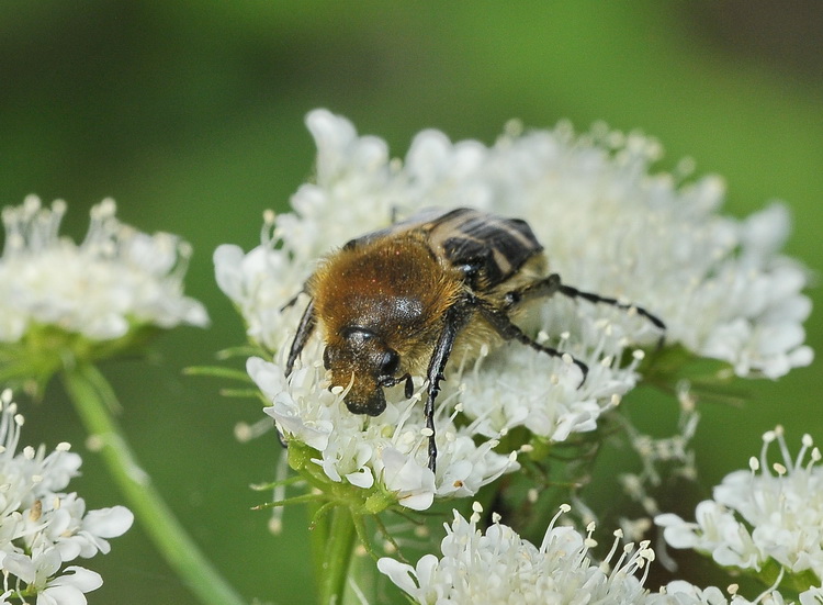 Cetoniidae: Trichius fasciatus? No, T. gallicus (= zonatus)
